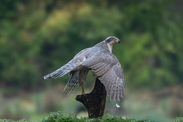 Goshawk, in the forest by Tanja van Beuningen