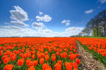 Tulips growing in agricutlural fields during springtime 