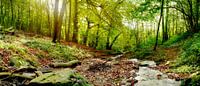 Forest with brook