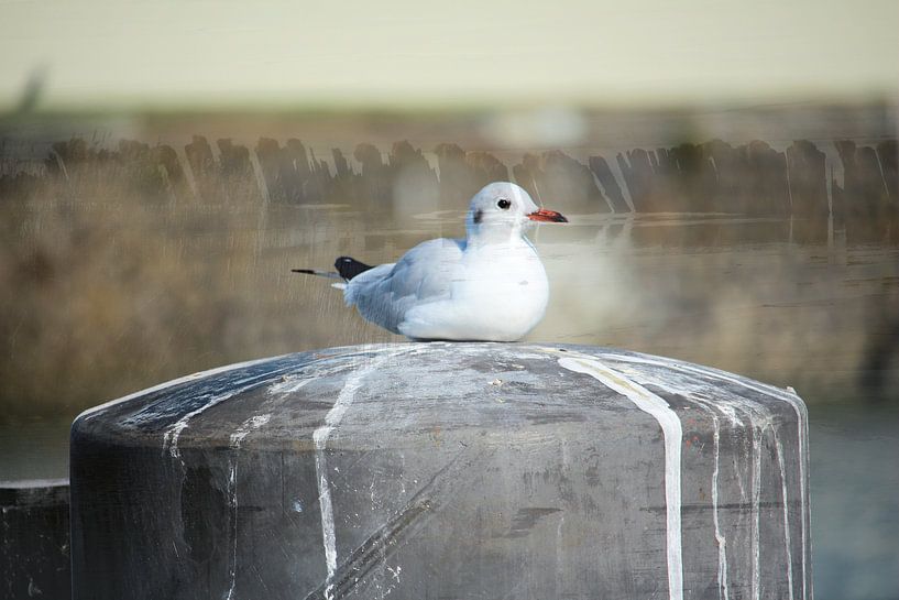 mouette par Art. by Janine