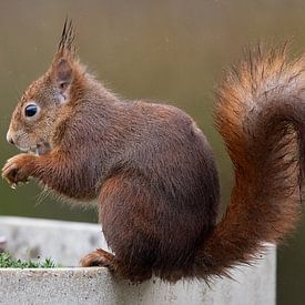 Punkie in de regen van Arjan Warmerdam