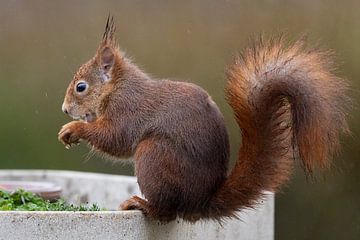 Punkie in the rain by Arjan Warmerdam