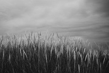 Wind aan zee | Zwart-wit serie | Helmgras zandduinen in Rømø, Denemarken van Elise van Gils