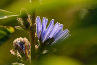Blaue Blume, Zichorie, Cichorium intybus von Martin Stevens Miniaturansicht