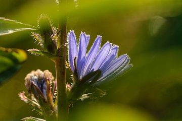 Fleur bleue, Chicorée, Cichorium intybus sur Martin Stevens