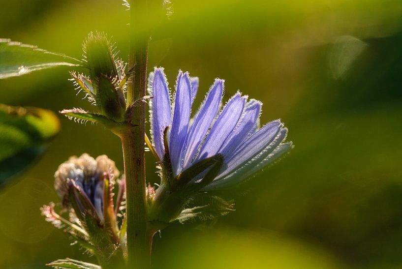Blauwe bloem, Cichorei, Cichorium intybus van Martin Stevens