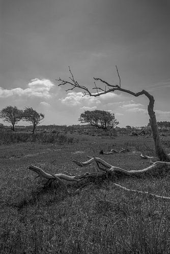 Kennemerduinen, Noord-Holland
