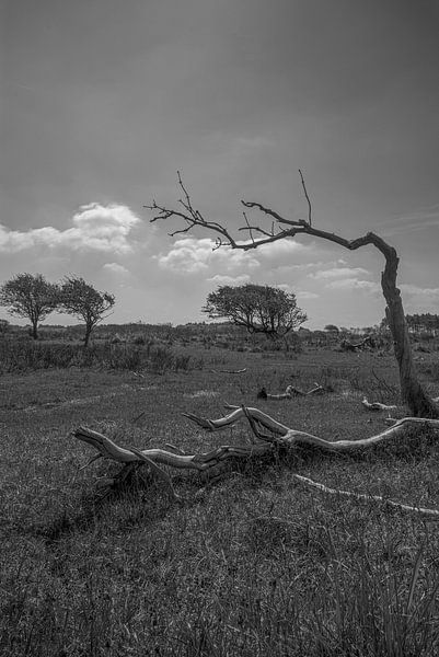 Kennemerduinen, North Holland by Peter Bartelings