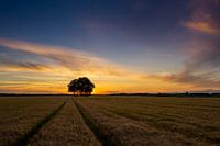 A wheat field in Gieten, overlooking a tree.