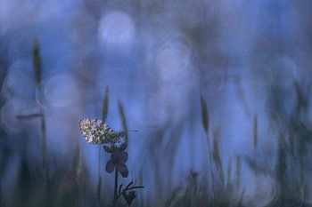 Orangenspitzen früh am Morgen