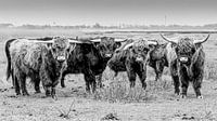 B&W Scottish Highlanders