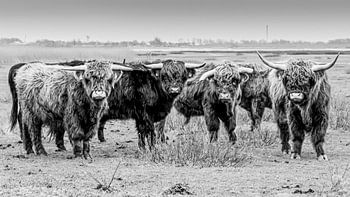 B&W Schottische Hochlandbewohner