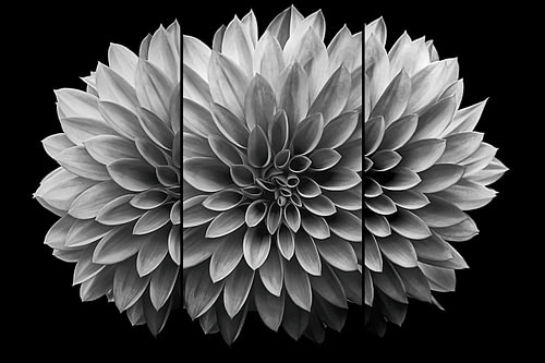 Deconstructed Portrait of a Dahlia IX – Black and White