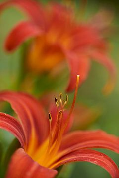Red lily with stamens by Cor de Hamer