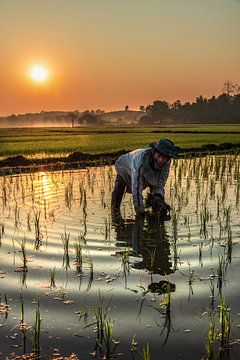 zonsopgang op het rijstveld van Alex Neumayer
