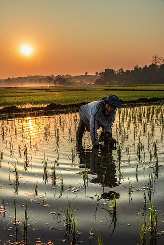 zonsopgang op het rijstveld