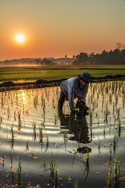sunrise on the rice field by Alex Neumayer