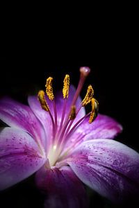 Beauty in the Night