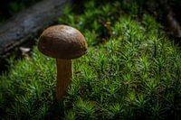 Eenzame paddenstoel, herfst 2015.