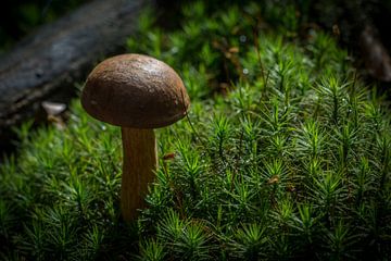 Eenzame paddenstoel, herfst 2015. van Kees van der Rest