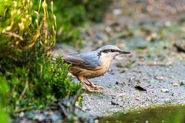 The nuthatch by Merijn Loch