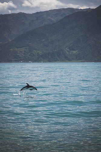 Kaikoura: Spektakel van de Oceaanreuzen