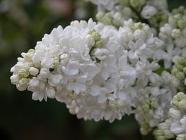 Flowering Lilac by Victor Belou