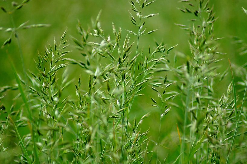 Lames d'herbe par Niek Traas