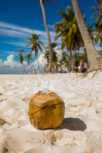 Kokosnuss am Strand von Saona (Dominikanische Republik)
