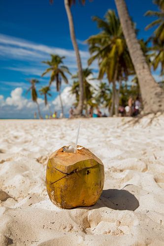 Kokosnoot op het strand van Saona (Dominicaanse Republiek)