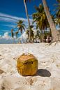 Kokosnoot op het strand van Saona (Dominicaanse Republiek) van Laura V thumbnail
