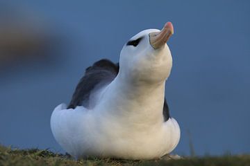 Black-browed Albatros ( Thalassarche melanophris ) or Mollymawk Helgoland Island Germany von Frank Fichtmüller