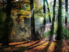 Wald Kalb von Ab Wisselink