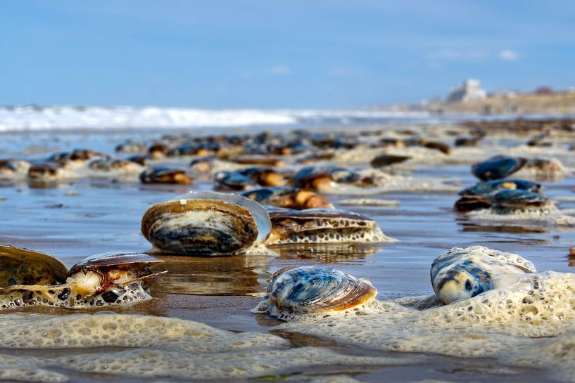 marine life by Pictures by Van Haestregt