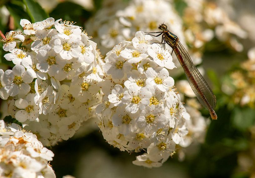Damselfly by Mario van Loon