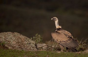 Vale gier / Griffon vulture van Pascal De Munck