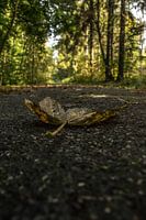 Une feuille sur la route