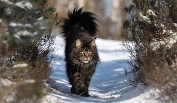 Maine Coon Grimm Valley among the heather by Het Boshuis