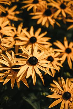 Rudbeckia fulgida - yellow sunflower flowers