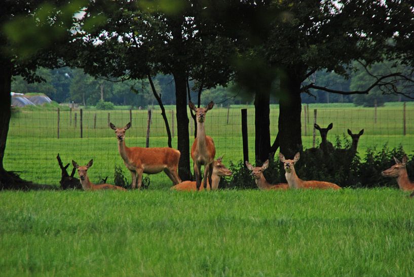 herten by Marten Wieringa
