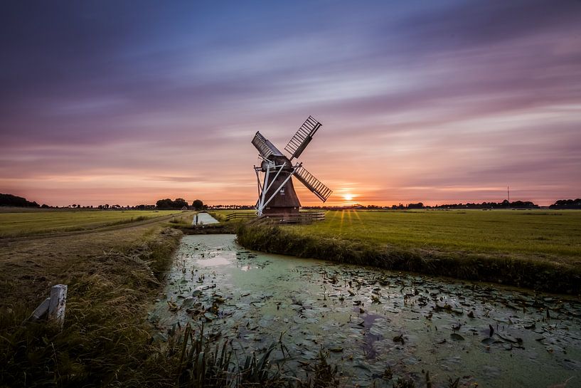 Mill t White Lamb by Ronnie Schuringa