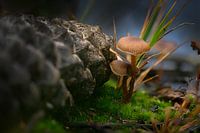 Un conte de fées aux champignons