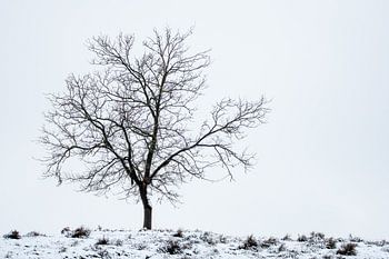 Eenzaam in de sneeuw