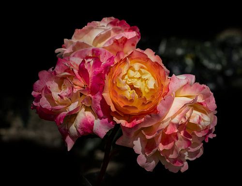 Rozen. Natuur Close Up. Bloemportret.