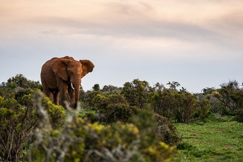 Éléphant par Photo By Nelis