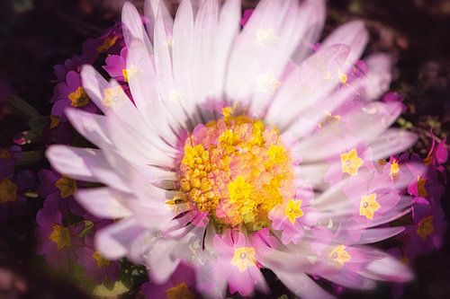 Madeliefjes met primula's