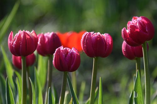 Tulpen im Garten im Frühling