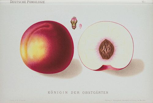 Pêche, Lauche, W. pomologie allemande
