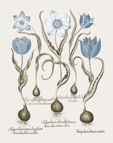 Basilius Besler-Gebroken geel bos --type tulp etc.