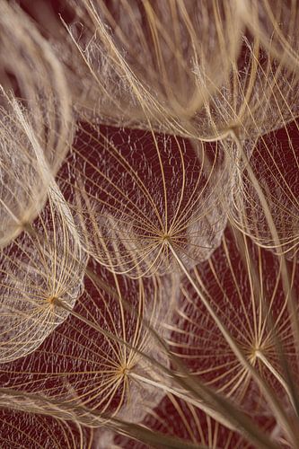 Die Kraft der Verletzlichkeit: Wärme in der Natur von Marjolijn van den Berg